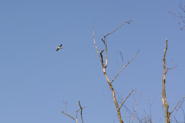 The seagull sailing flying in the sky and in the foreground are bare tree branches.