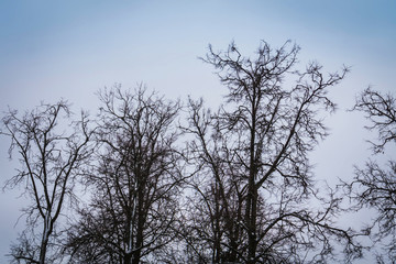 Leafless branches of park winter trees