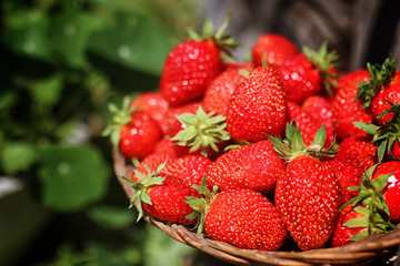 Strawberry on wicker bag outdoor