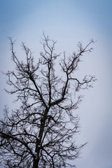 Leafless branches of park winter trees