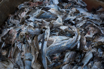 Fangfrischer Fisch!