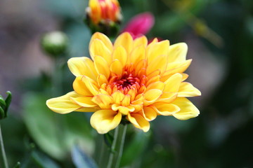Yellow chrysanthemum