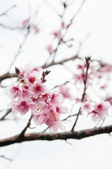 full bloom Sakura or cherry blossom branch on nature background