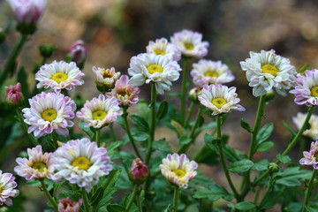 White chrysanthemum in the garden