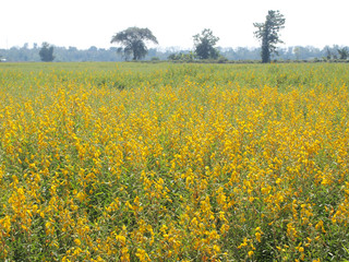 Obraz premium yellow flowers background