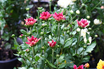 Red chrysanthemum in the garden