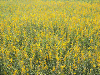Obraz premium yellow flowers background