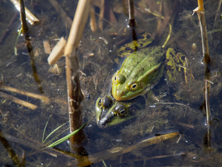 Frog couple preparing next generation in to the nature