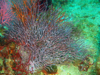 Obraz premium Gorgonian coral