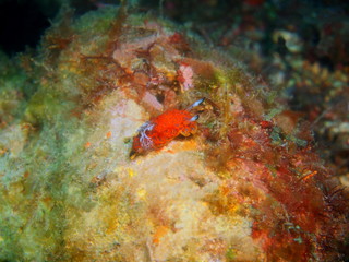 True sea slug