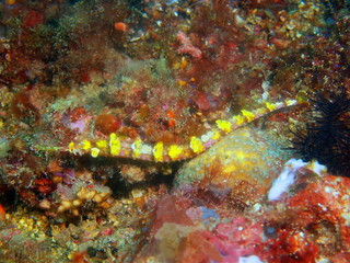 Pipefish