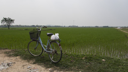 Bicycle and Rice Paddy Fields