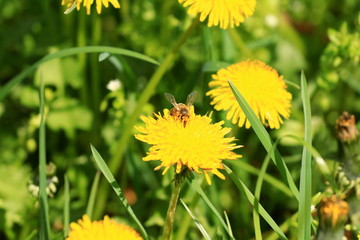 Bee on dandelion
