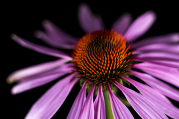 Herbstblume (Makro)