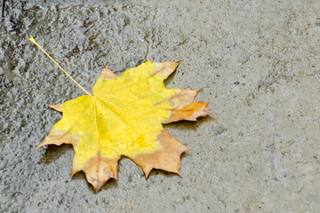 Yellow maple leaf on wet asphalt. Autumn concept