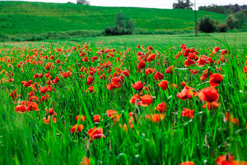 Poppies field