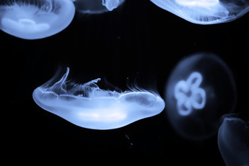 Blue jellyfish swim under water