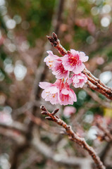 full bloom Sakura or cherry blossom branch on nature background
