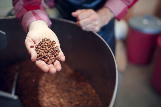 Image of man's hand with coffee beans at industrial roaster