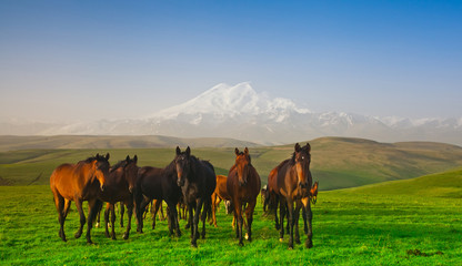 Herd of horses on a pasture in mountains, the Caucasus, Russia