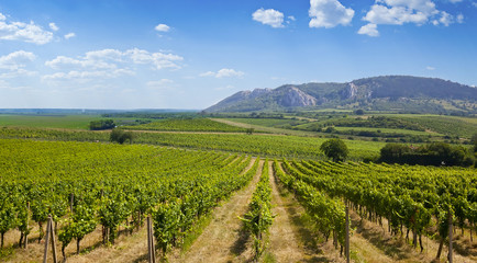 Fototapeta na wymiar Big vineyard against the blue sky, Slovakia