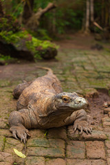 Komodo Dragon