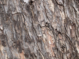 Tree bark texture