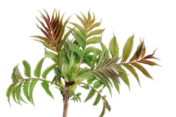 These are the first spring young leaves on a branch of a forest tree