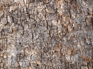 Tree bark texture