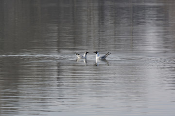 Two floating raccoons on the surface against each other.