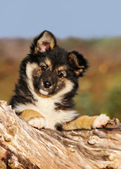 Icelandic Sheepdog puppy, long-hair black tricolor female