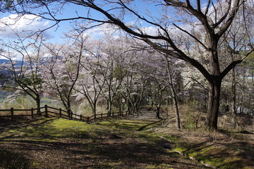 桜と苔の公園 K3AP4159