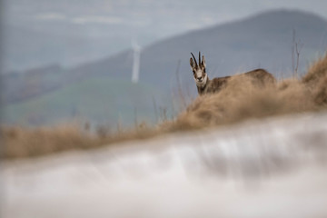 Camoscio e pala eolica