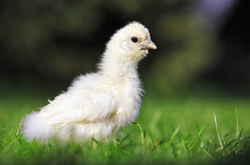 A little chickens on a grass, outdoor