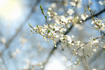 Obraz premium Spring blossoming spring flowers on a plum tree against blue sky