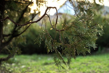 background with branches arborvitae thuja evergreen tree cypress border natural ornament