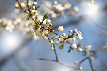 Spring blossoming spring flowers on a plum tree against blue sky