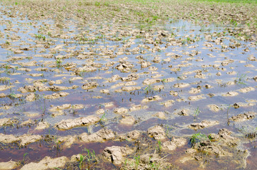 field for rice sowing