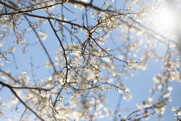 Spring blossoming spring flowers on a plum tree against blue sky