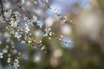 Spring blossoming spring flowers on a plum tree against soft floral background