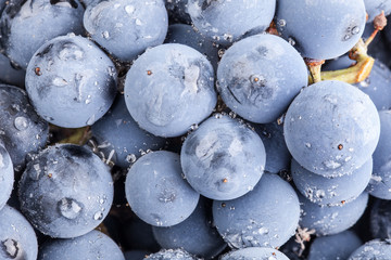 Ripe dark grapes, background