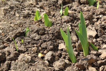 Tulip sprouts in the spring in the dry land.