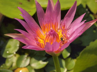 Obraz premium Beautiful lotus background