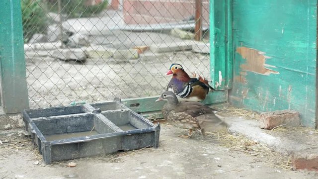 Mandarin ucks walking down poultry yard.