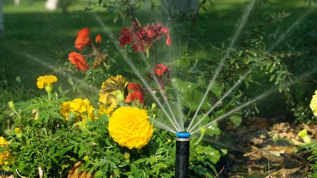 Garden irrigation. Automatic sprinkler watering system for plants and lawn. HD
