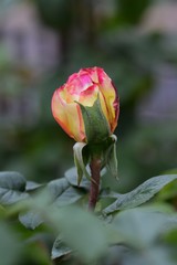 Fototapeta premium Bud of Roses