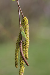 Brzoza kwiaty © Tomasz