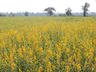 Obraz premium yellow flowers background