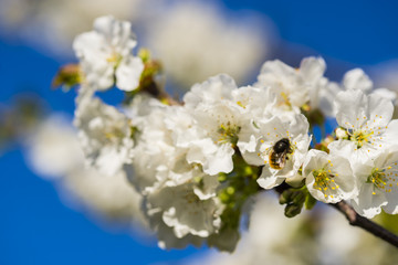 Blossoming cherry and bee pollinating the blossoms