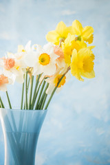 flowers of daffodils of different kinds in a blue vase on a blue background. A heady aroma of spring.
